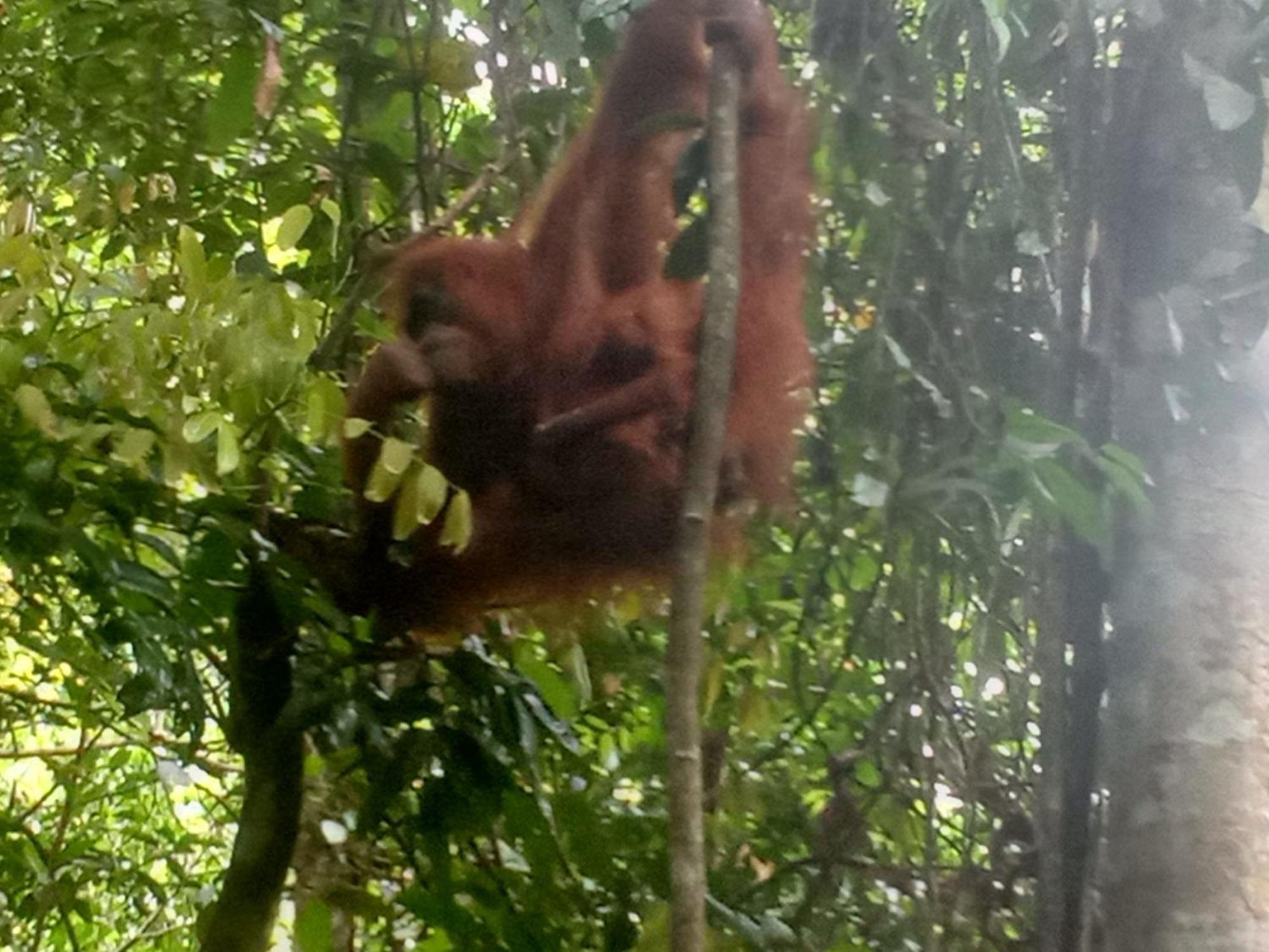 Jungle Treking & Jungle Tour If You Want To Stay Here,You Must Book Treking Only With Us ブキットラワン エクステリア 写真