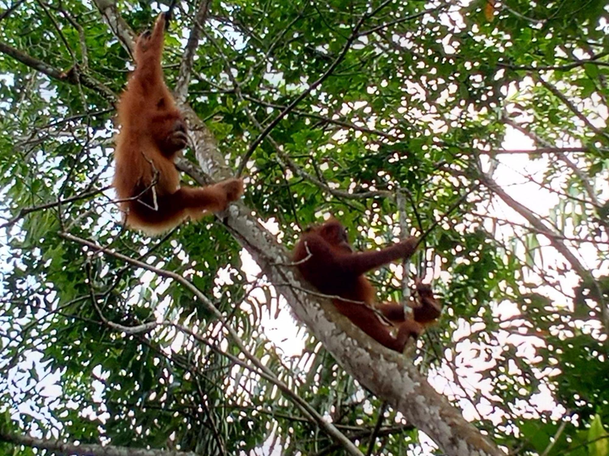 Jungle Treking & Jungle Tour If You Want To Stay Here,You Must Book Treking Only With Us ブキットラワン エクステリア 写真