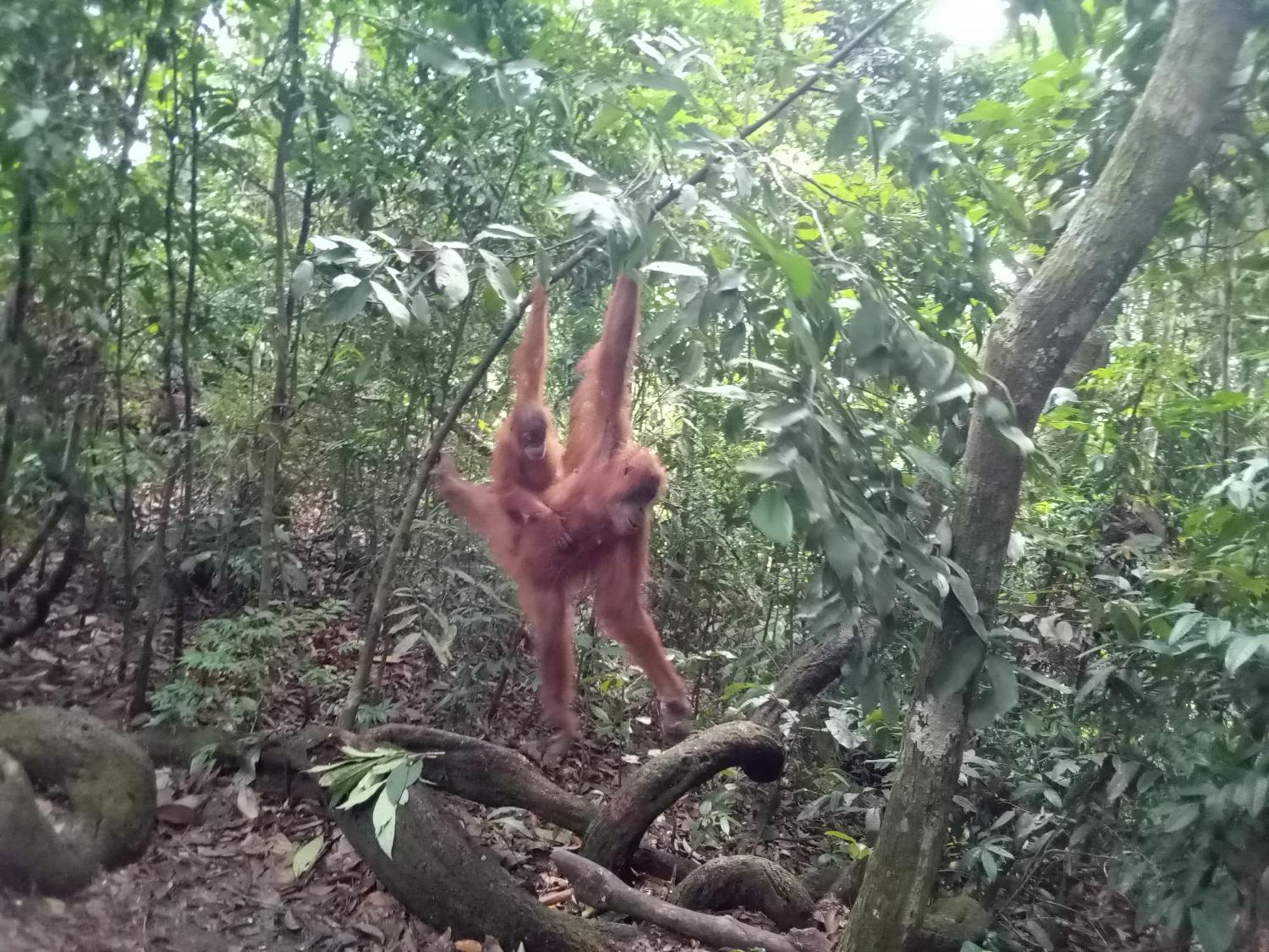Jungle Treking & Jungle Tour If You Want To Stay Here,You Must Book Treking Only With Us ブキットラワン エクステリア 写真