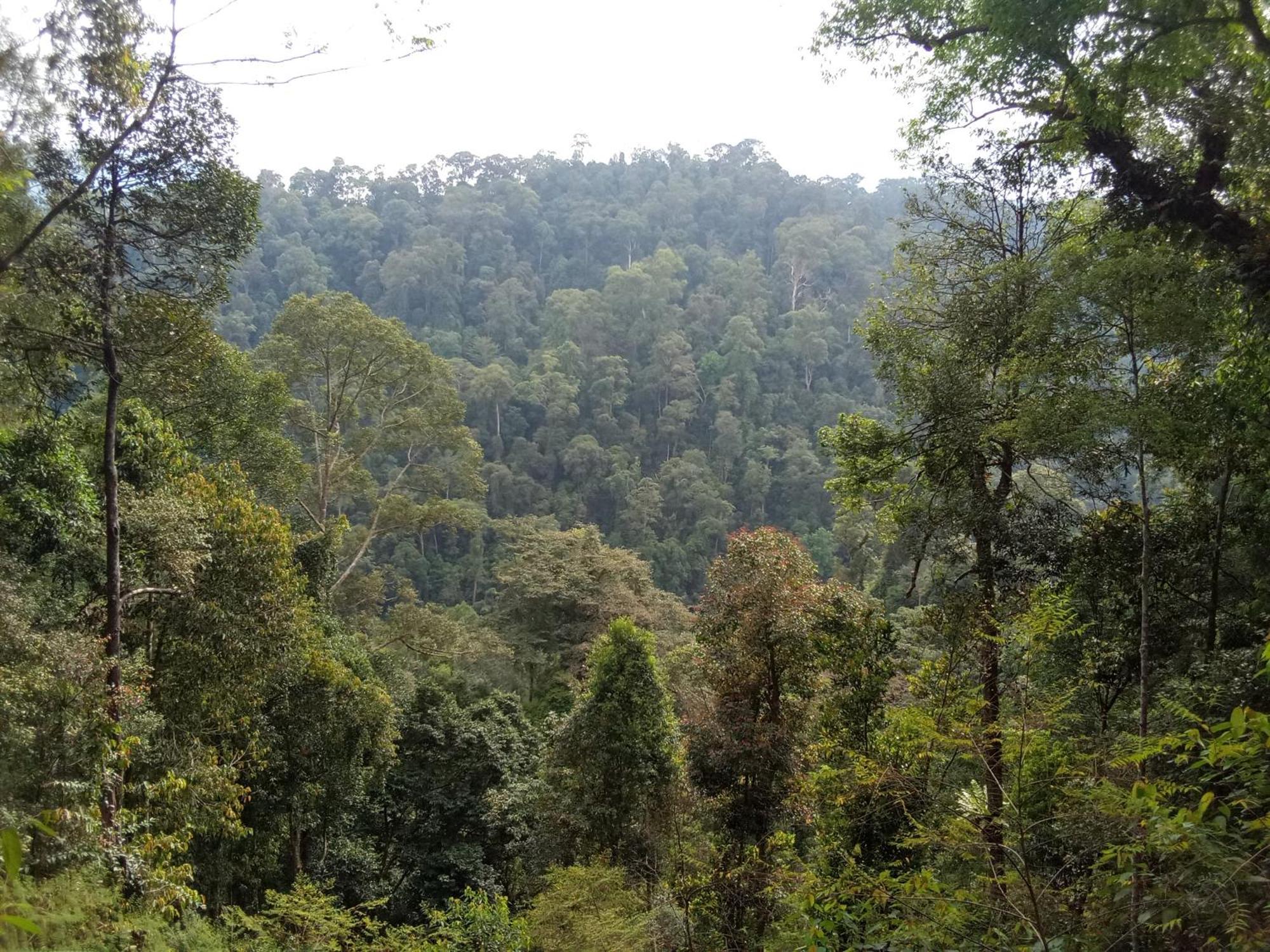 Jungle Treking & Jungle Tour If You Want To Stay Here,You Must Book Treking Only With Us ブキットラワン エクステリア 写真