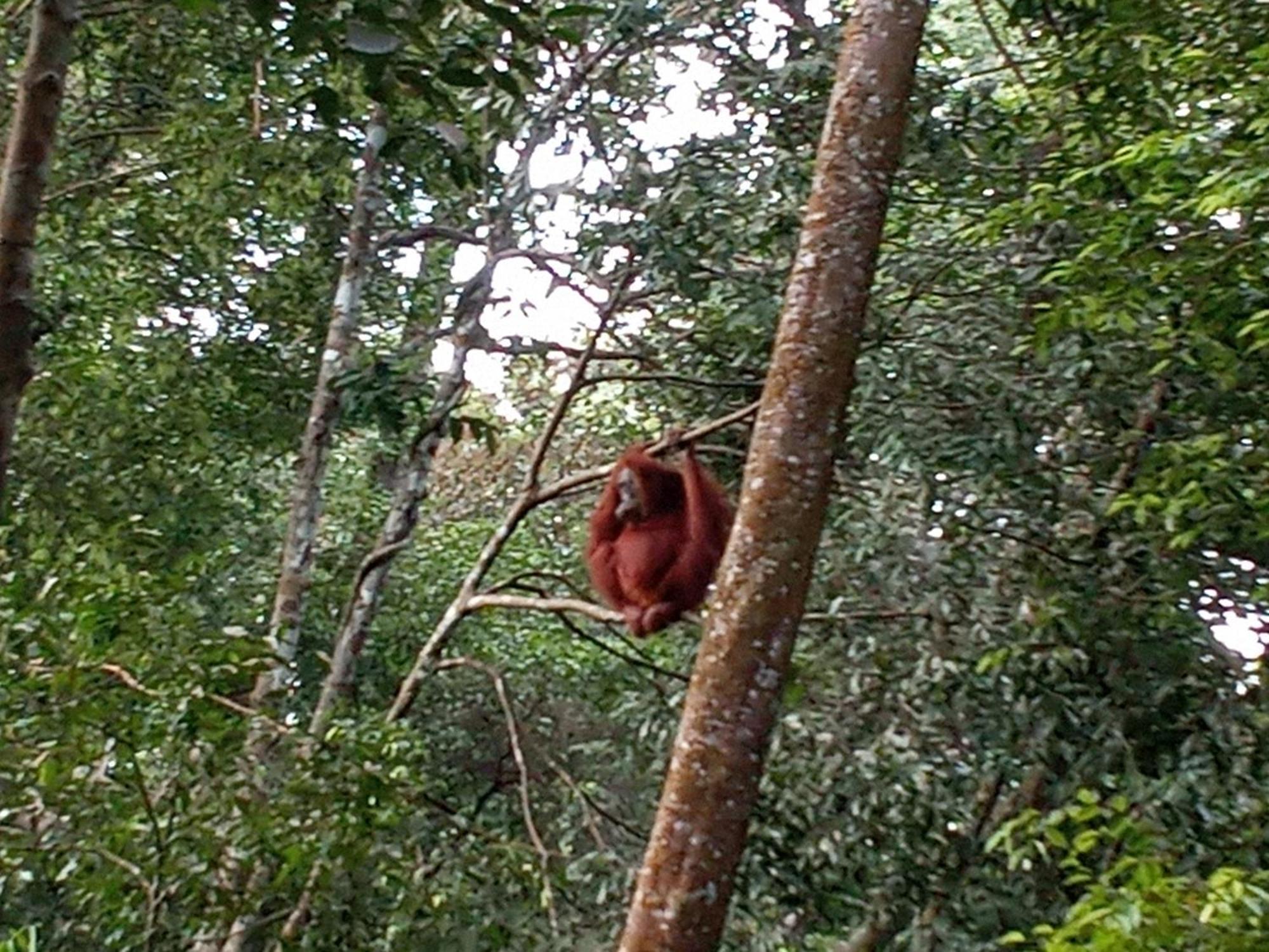 Jungle Treking & Jungle Tour If You Want To Stay Here,You Must Book Treking Only With Us ブキットラワン エクステリア 写真