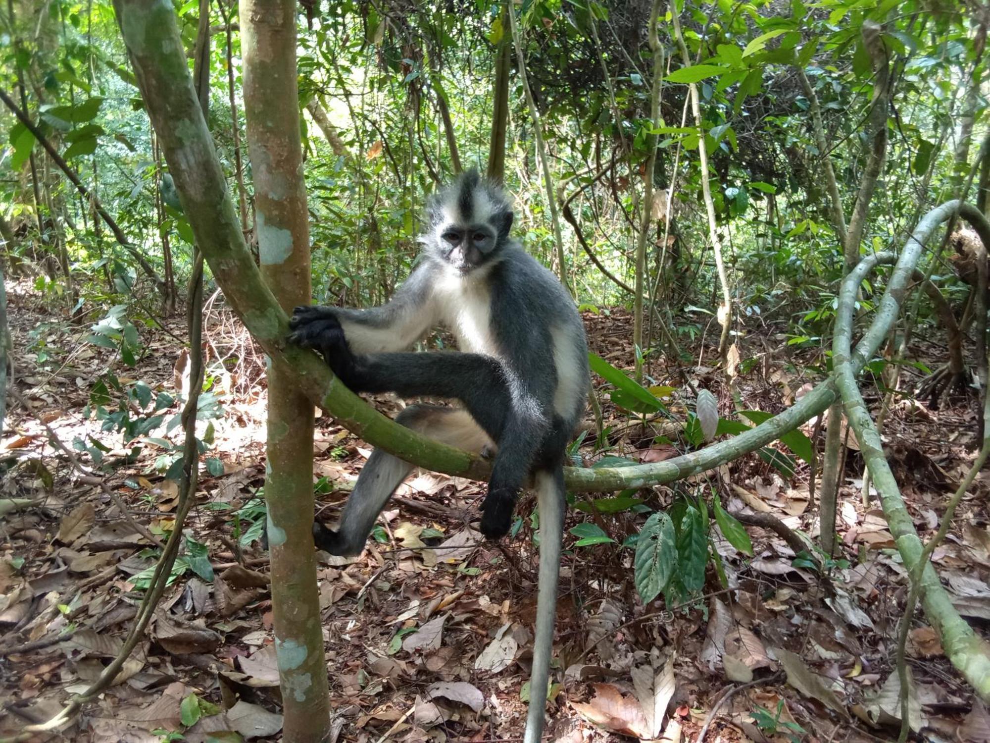 Jungle Treking & Jungle Tour If You Want To Stay Here,You Must Book Treking Only With Us ブキットラワン エクステリア 写真