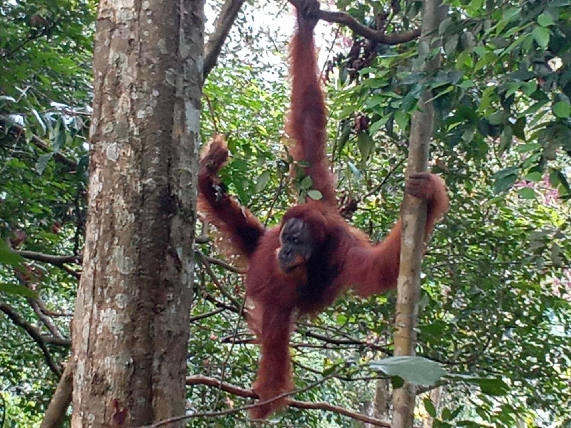 Jungle Treking & Jungle Tour If You Want To Stay Here,You Must Book Treking Only With Us ブキットラワン エクステリア 写真
