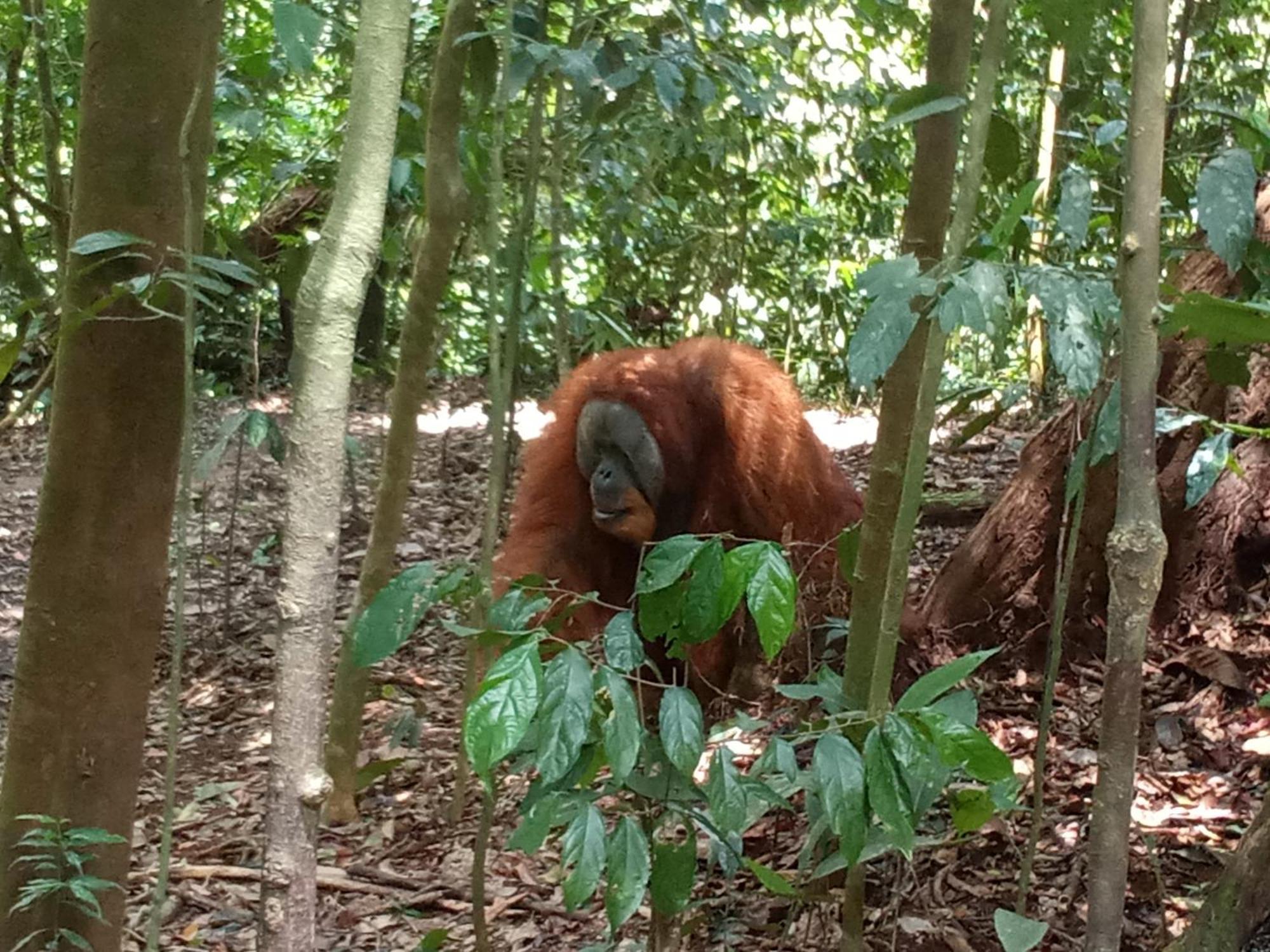 Jungle Treking & Jungle Tour If You Want To Stay Here,You Must Book Treking Only With Us ブキットラワン エクステリア 写真