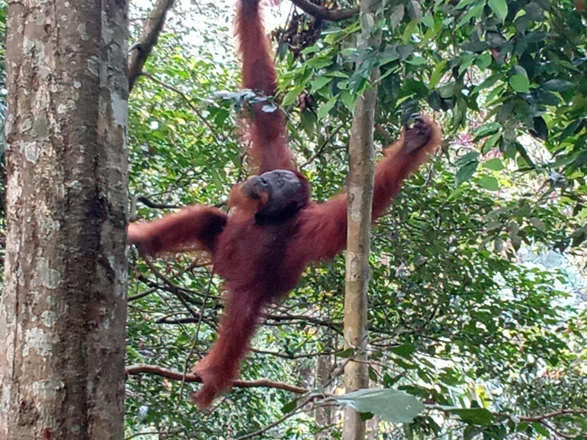 Jungle Treking & Jungle Tour If You Want To Stay Here,You Must Book Treking Only With Us ブキットラワン エクステリア 写真